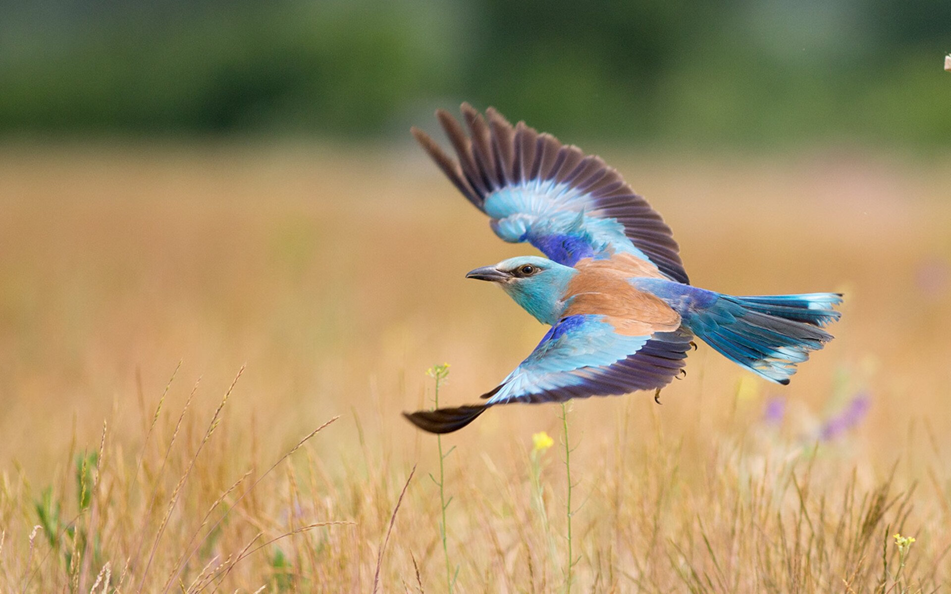 “未来之星:全国青少年足球明星争霸赛年度盛会”,全国校园足球未来之星