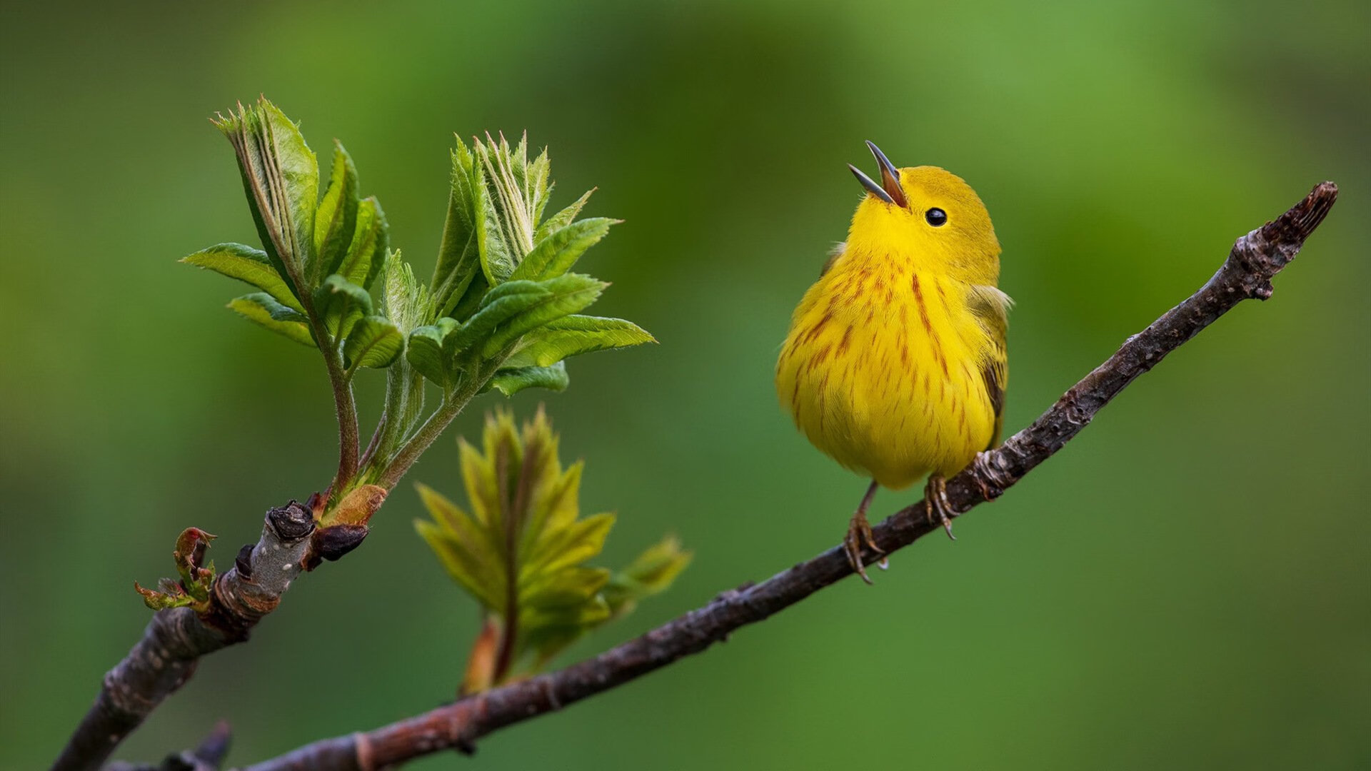 爱游戏体育APP下载-冠军之谜：预测今年的总冠军归属，冠军即将诞生