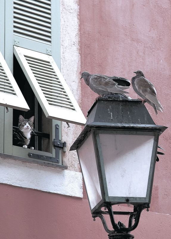 爱游戏官方网站-意甲：拉齐奥2-1逆转胜平，加比亚扳平比分后逆袭成功，意甲拉齐奥vs卡利亚里