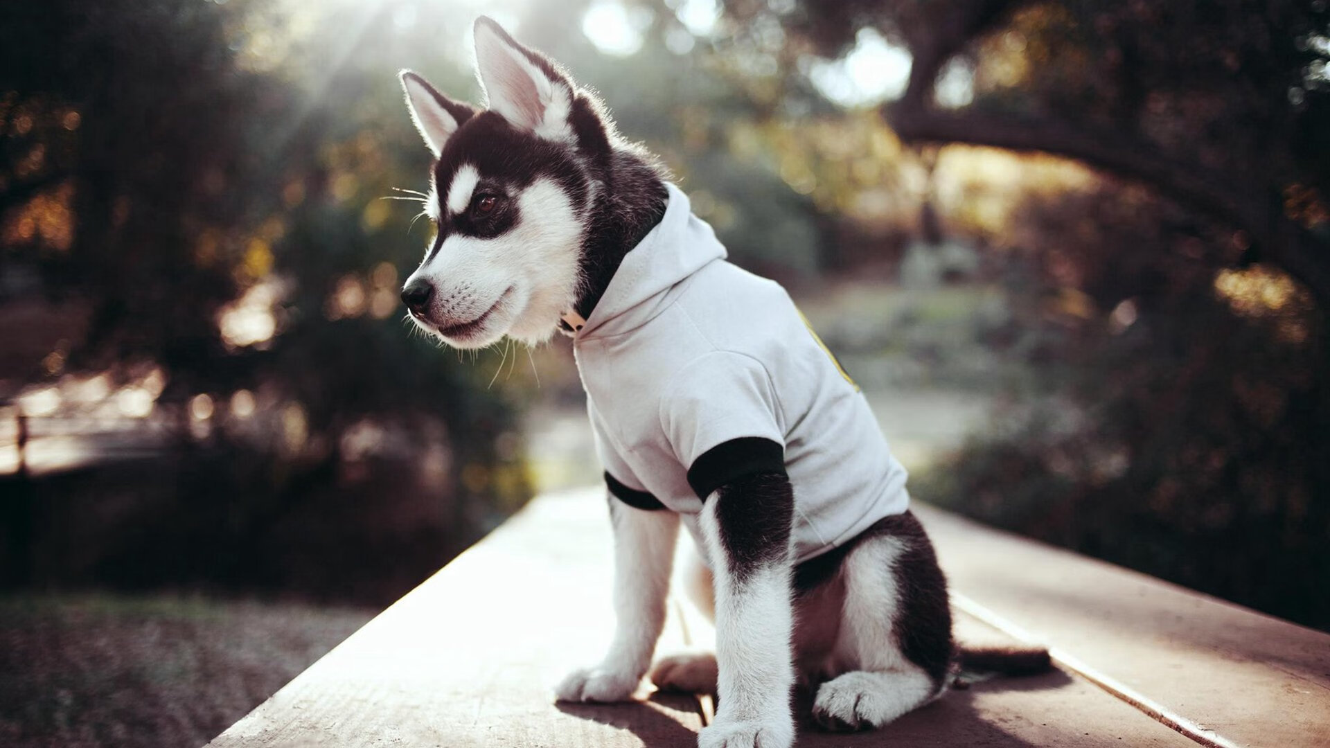 电竞社区活跃度高,粉丝互动频繁,电竞游戏社区