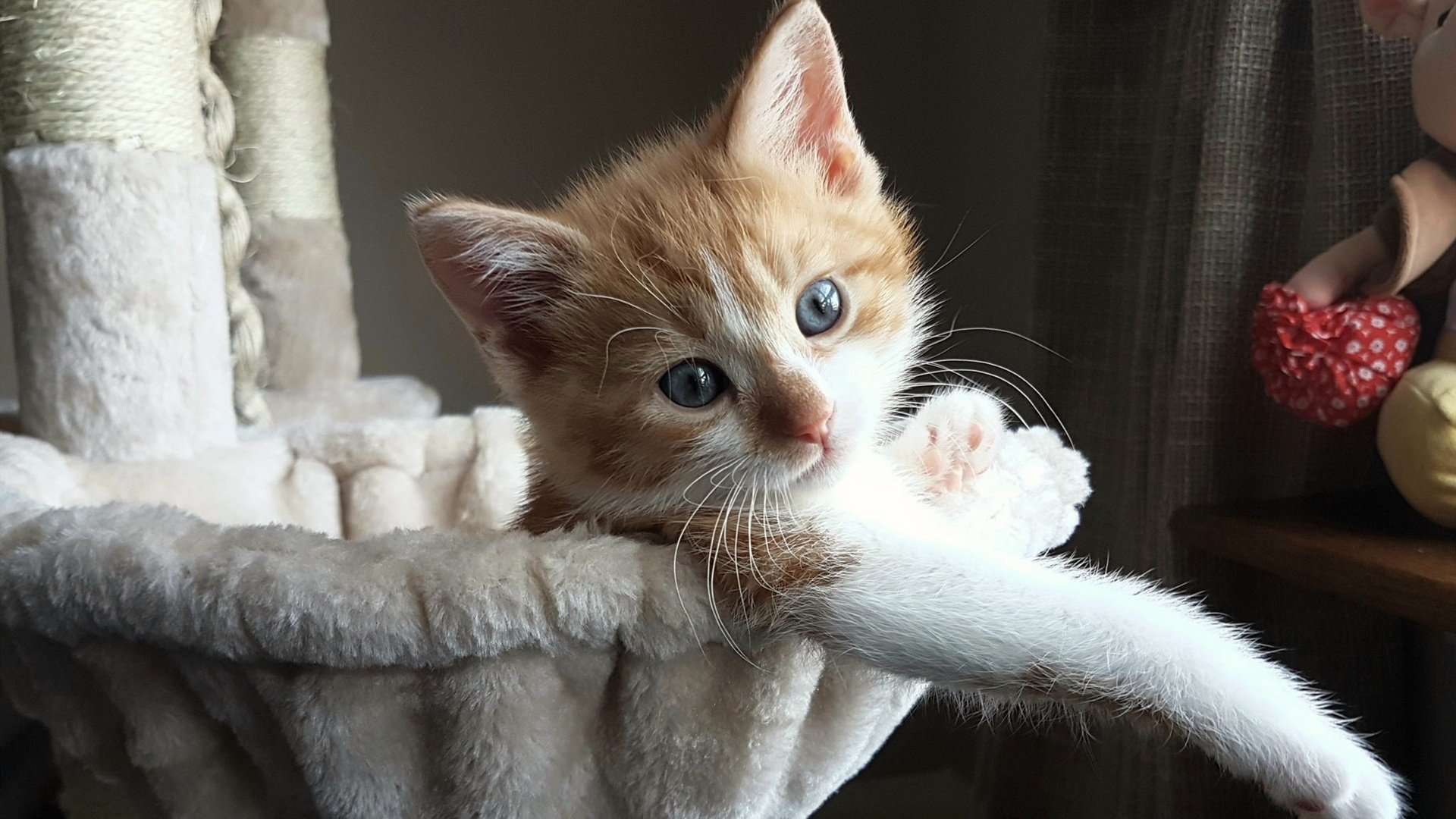 糖果传奇“甜蜜盛典”全国总决赛正式开启,糖果传奇bgm