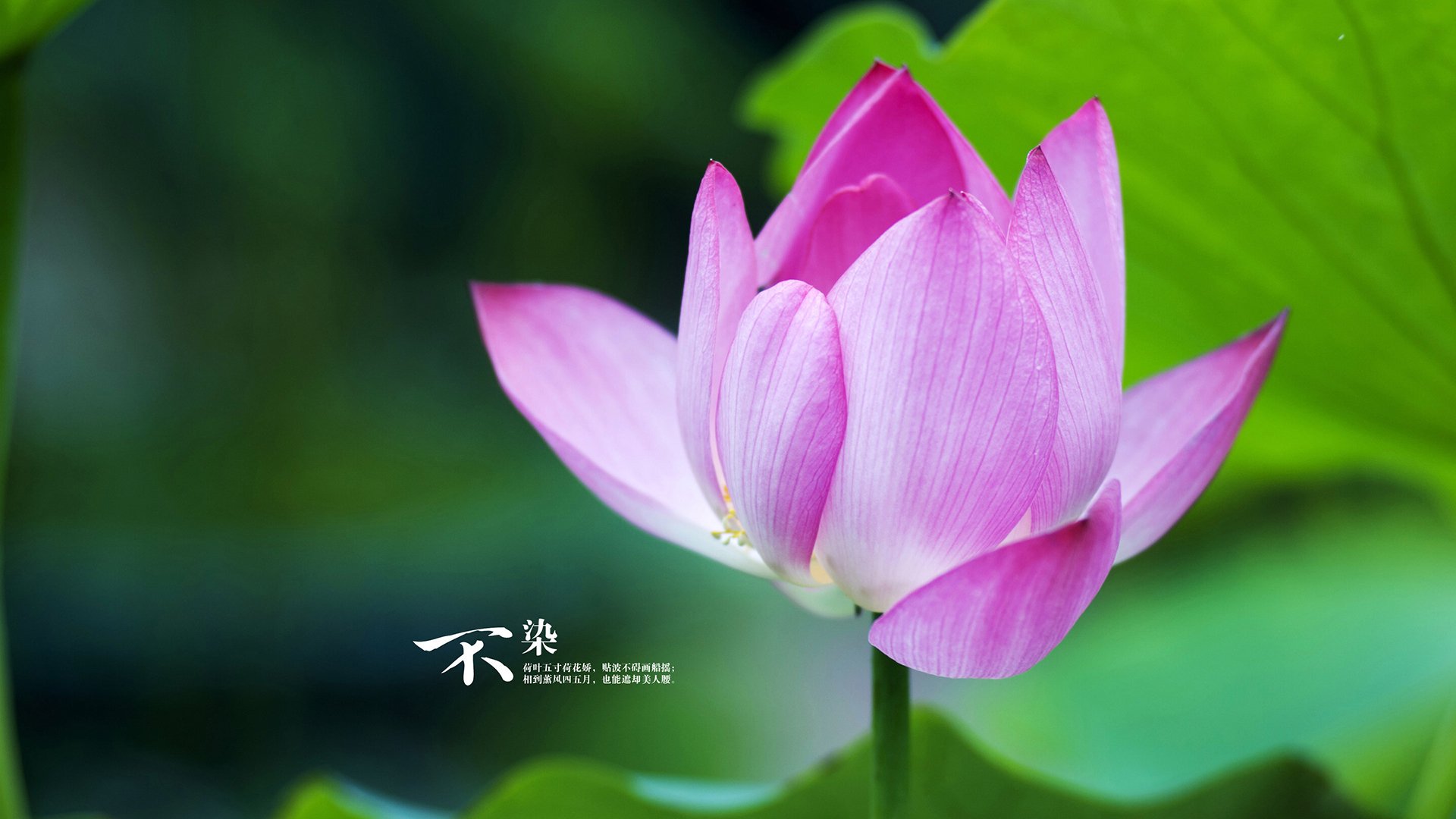 赛场“火药味十足”:欧冠中的激烈对抗,欧冠最精彩比赛