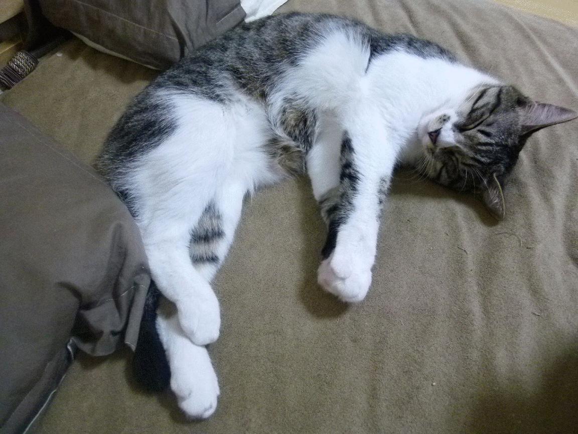 AYX体育-RB莱比锡新赛季冲击冠军，rb莱比锡欧冠