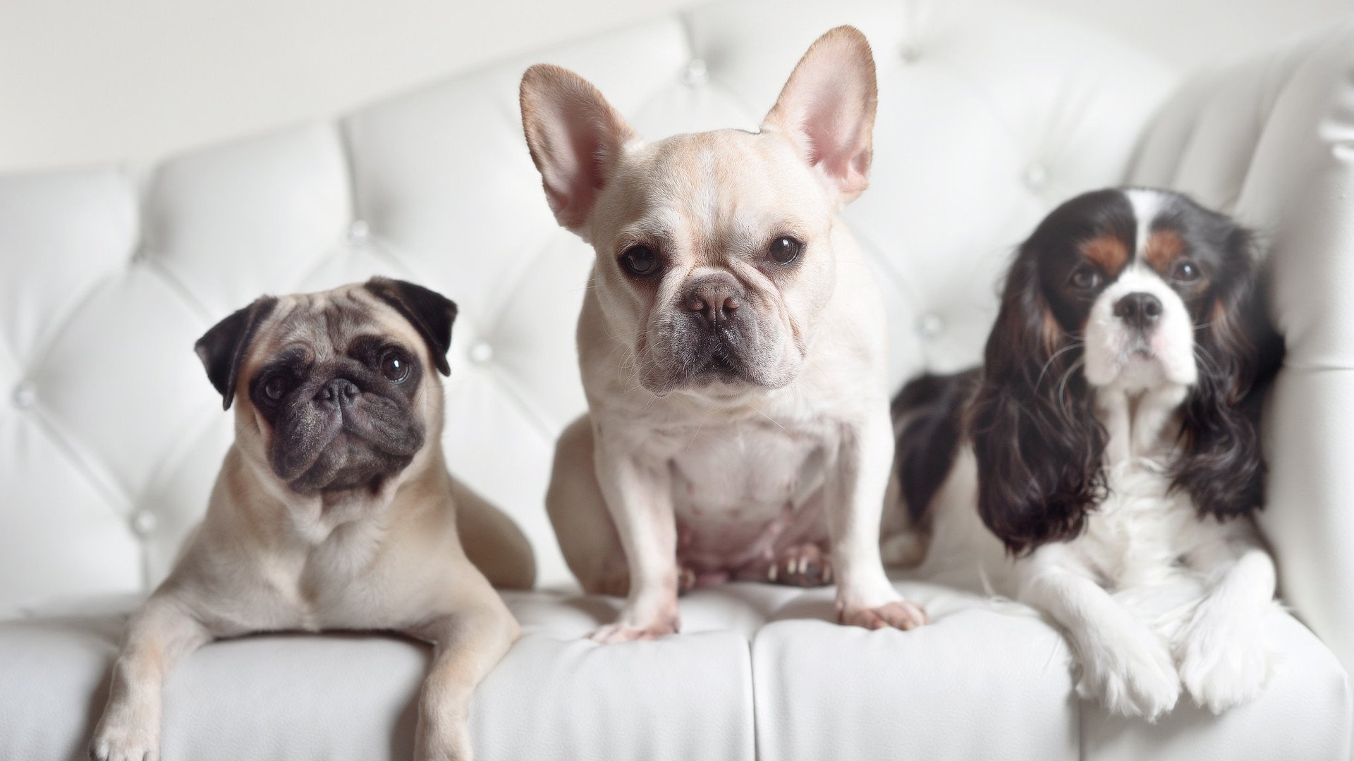 射手精彩进球助力球队晋级杯赛，射手球员