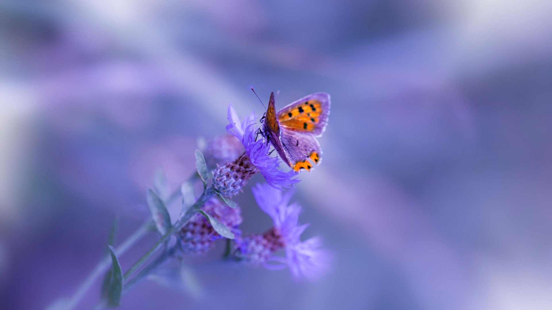 意甲劲旅开启国家德比赛事，紧张氛围升温，意甲联赛中的国家德比指的是