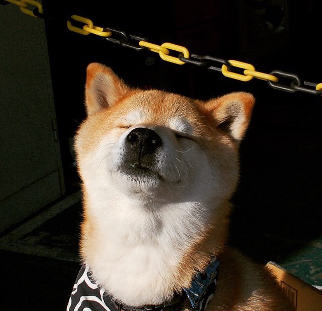 美因茨主场2-0击败斯图加特，状态回暖，美因茨球迷