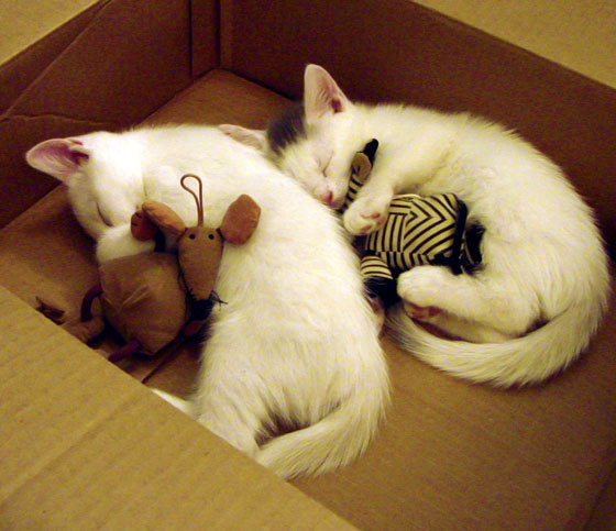 高校专业发展对策,高校专业建设方案