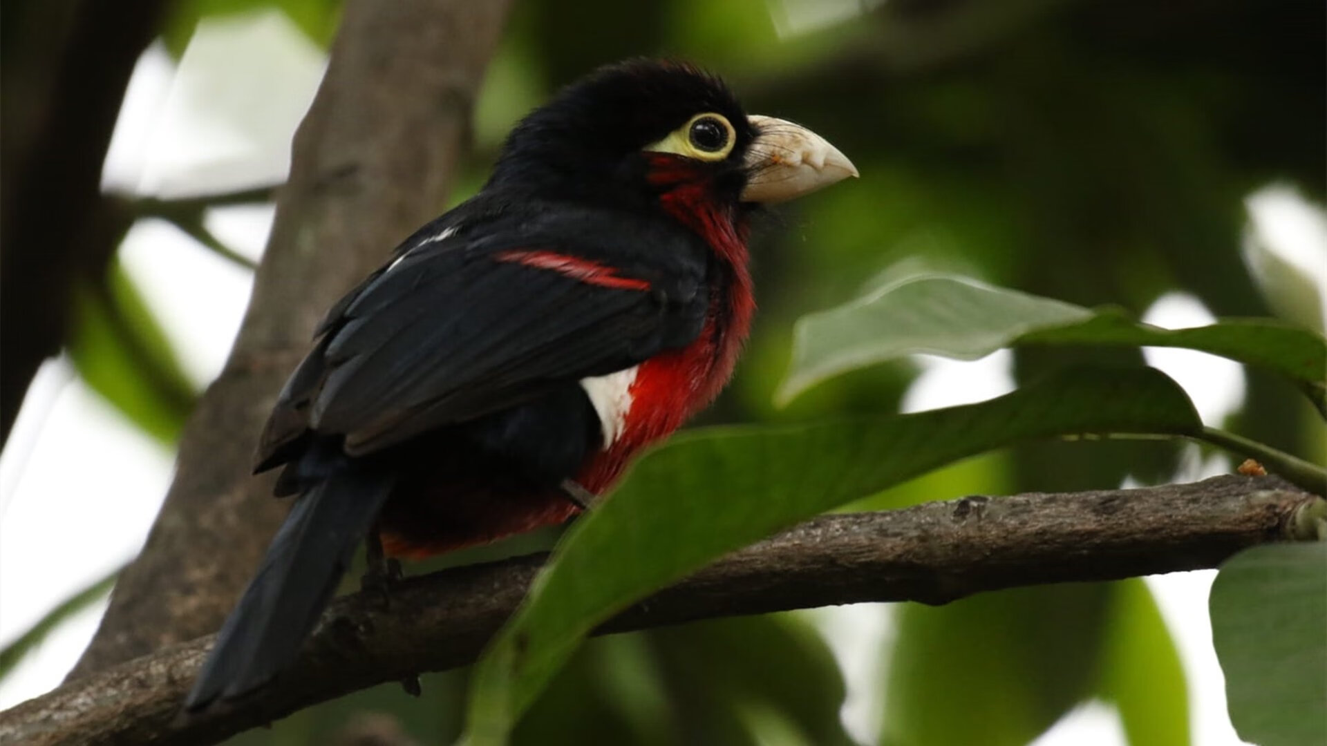 国家队实力提升困难,国家队改善