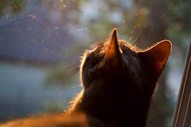 新加坡队如何在未来赛事中保持创新与传统的平衡，新加坡赛制注重什么