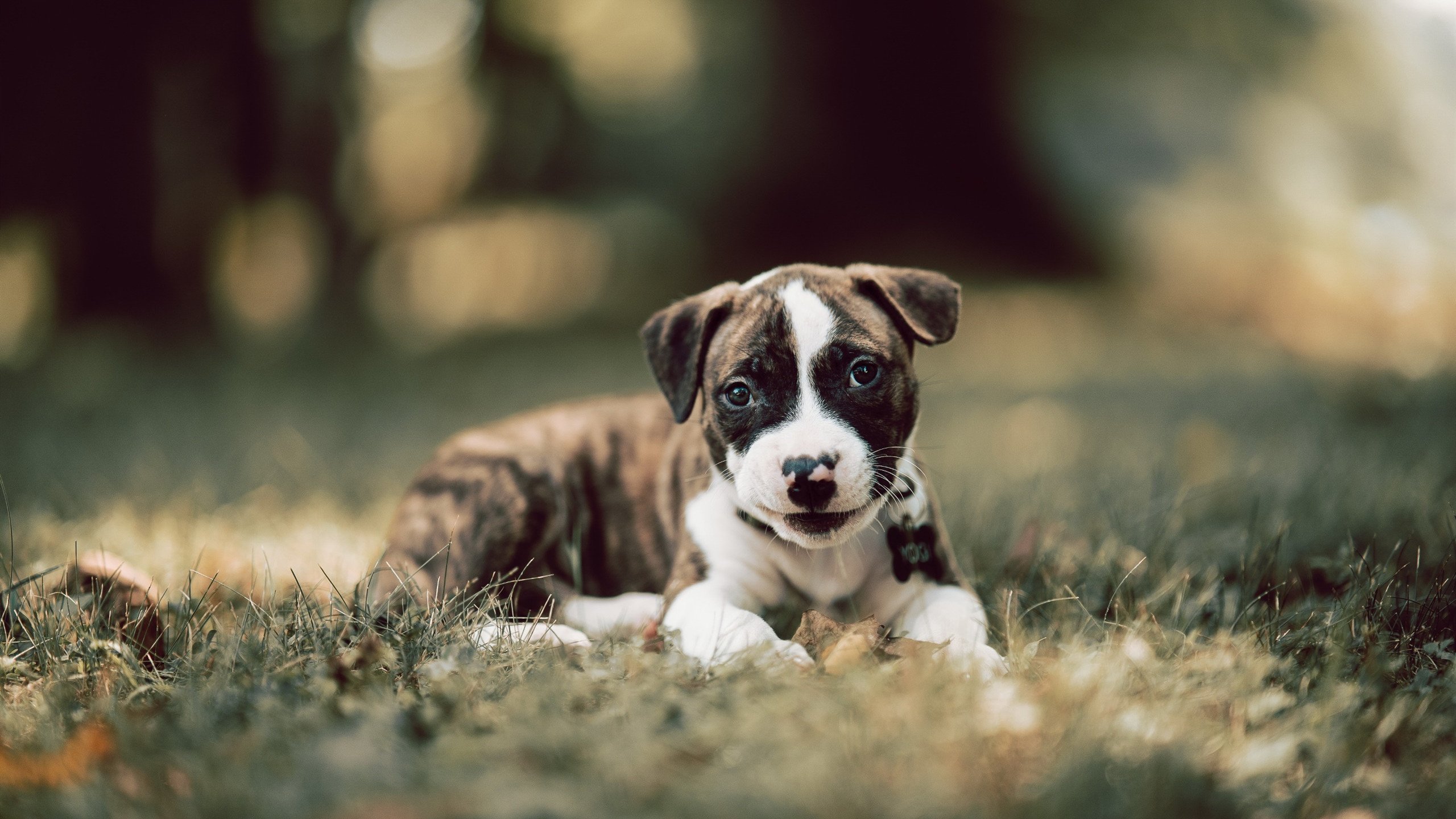 解析国际乒联混合团体世界杯赛制:德国队如何布局,乒乓球团体赛德国阵容