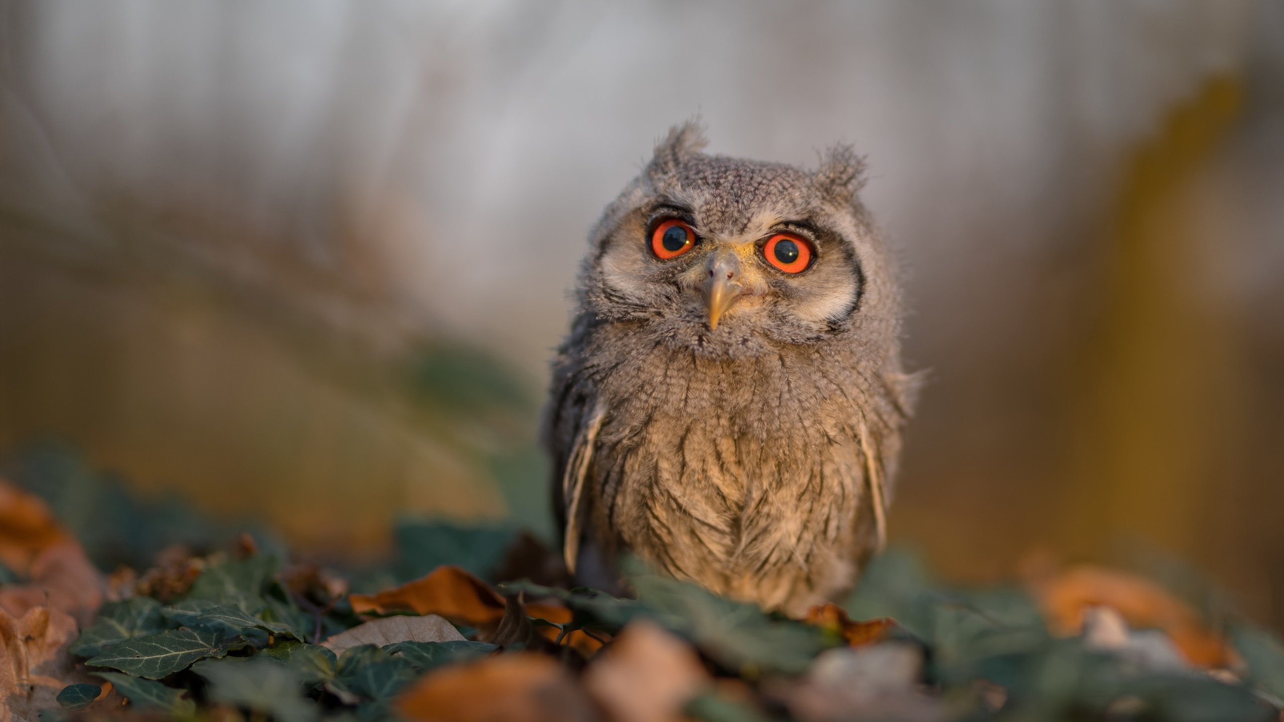 爱游戏官网-节奏混乱时是否应由队长发起战术重置，节奏乱了什么意思