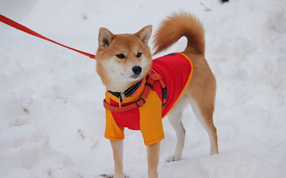 AYX官网-门兴格拉德巴赫高位逼抢限制对方控球权，门兴格拉德巴赫主力门将