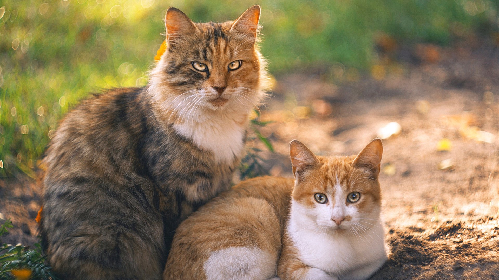 皮特·斯图斯:凭借精准拦截与快速反击成南非防守基石,in 斯皮特 of