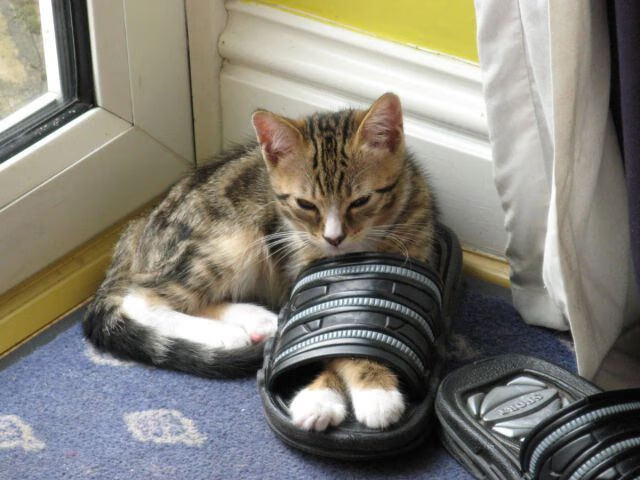 自由泳短程希腊速度爆发,自由泳43秒